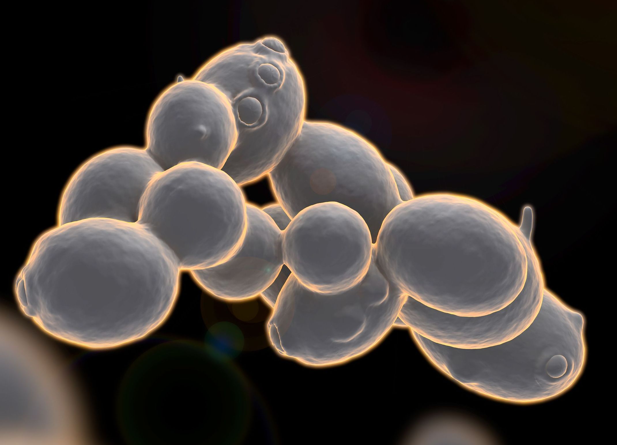 Представитель Семейства Saccharomycetaceae